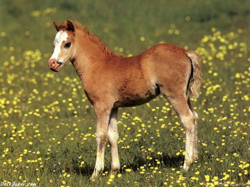 Beautiful Pony Wallpapers