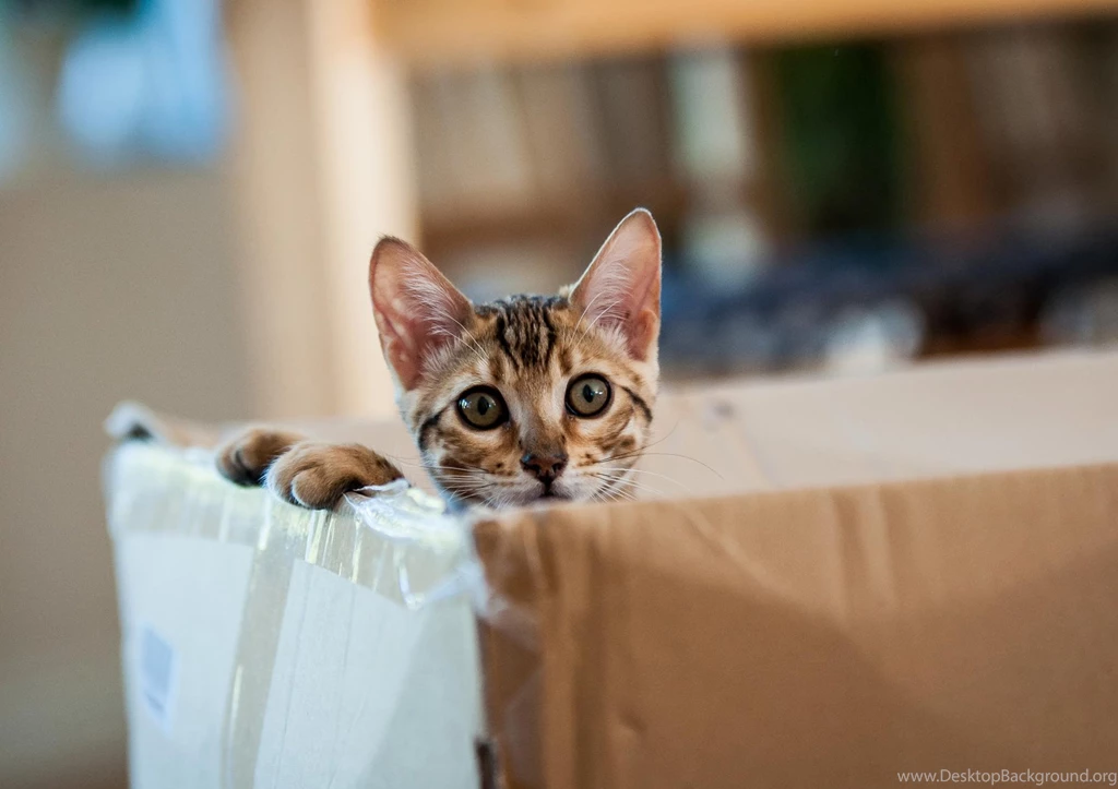 Hd Cat Wallpapers, Kitten Images, Free Cat Images, Hairy, Pets ...