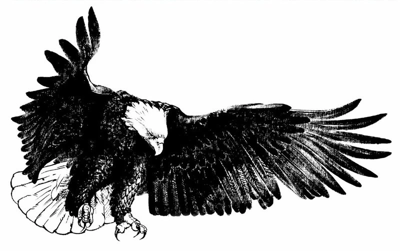 Polish ZOO Pelican – Animals Birds HD Desktop Wallpapers