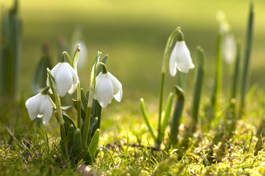 Free Spring Wallpapers