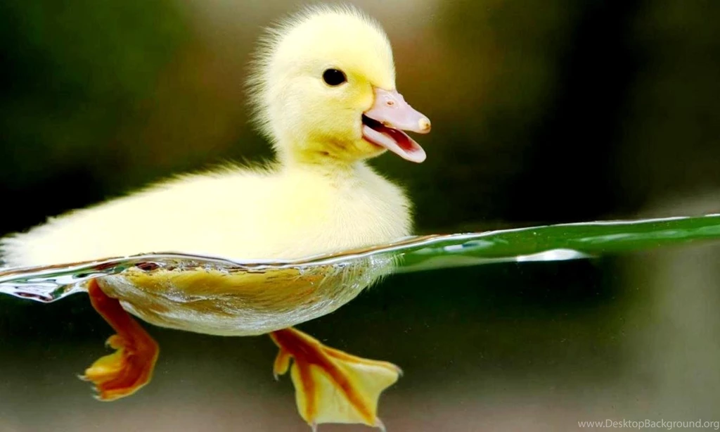Cute Animal Wallpapers