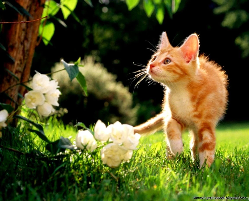 Animal Wallpapers Desktop
