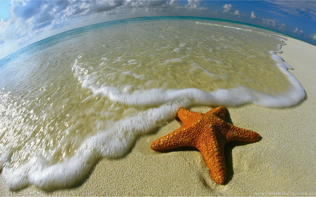 Webshots January Animal Desktop Wallpapers 6 - Animal Wallpapers ...