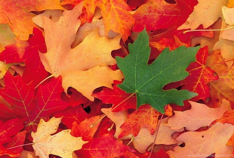 Images > Fall Leaves > 3, FALL LEAVES BACKGROUNDS FALL LAVES HD ...