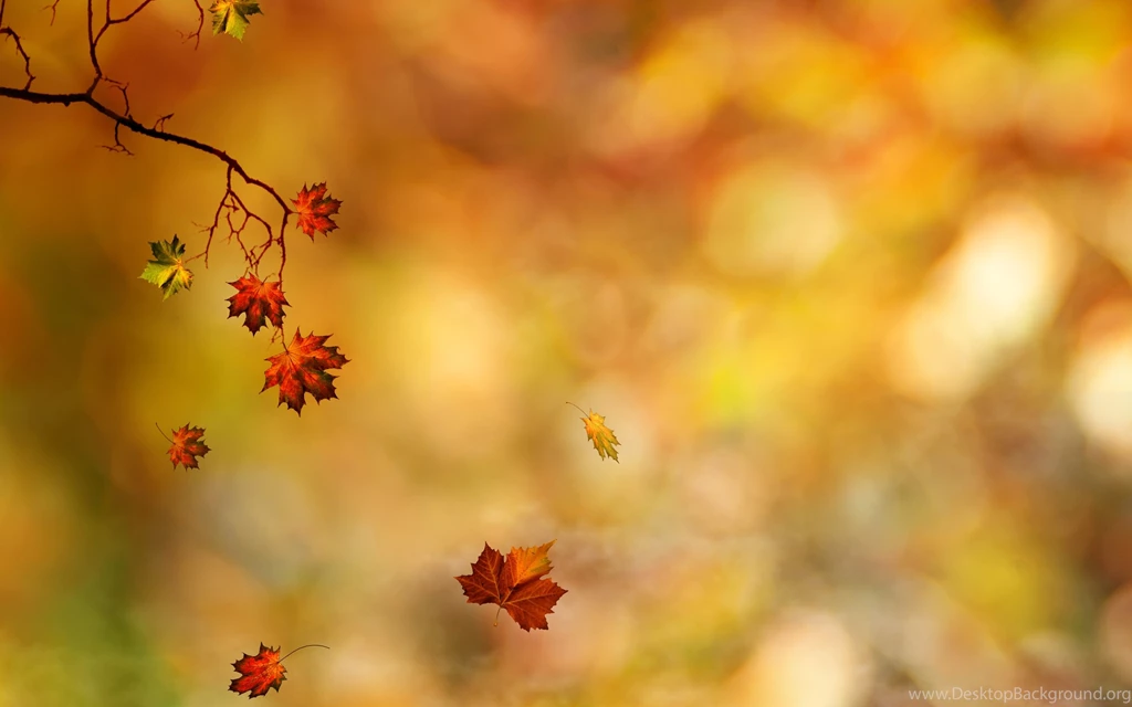 Autumn Leaves Wallpapers Mobile For Desktop Uncalke.com