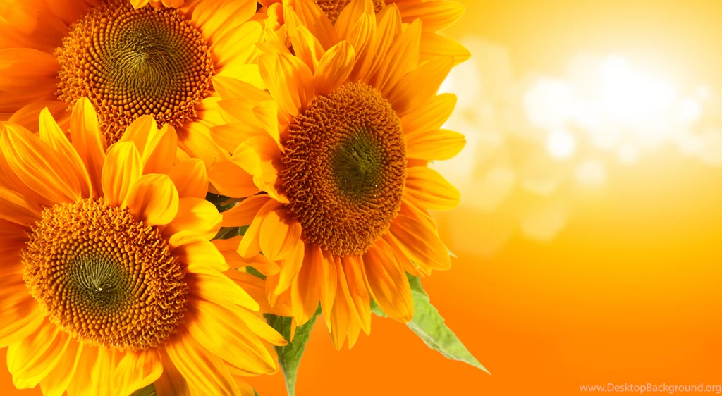 HD Backgrounds 9413 Popular Awesome Attachment