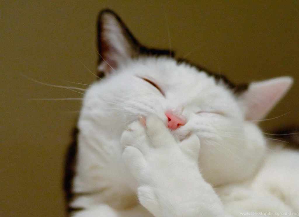 Funny Wallpapers Hd For Facebook Archives Free Desktop Wallpapers ...