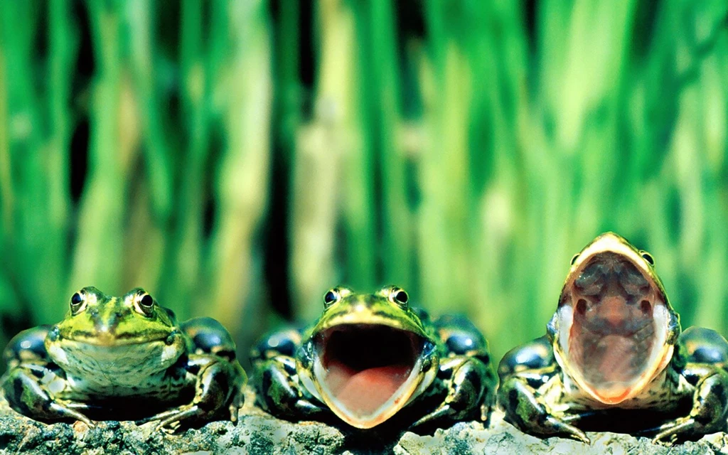 Frog Desktop Wallpapers Images Tbwnz.com