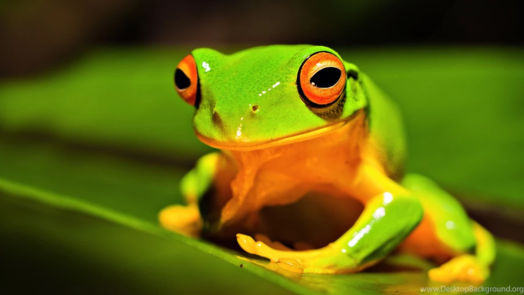 Tree Frog Wallpapers HD Resolution Uncalke.com