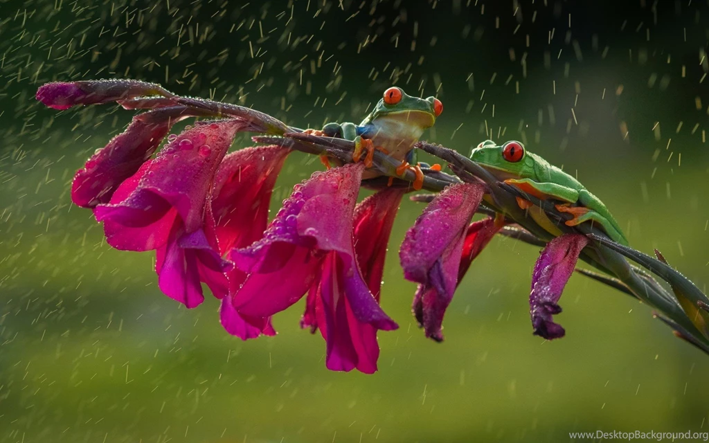 Frogs: Frogs Animal Pink Green Frog Water Drops Red Rain Flower ...