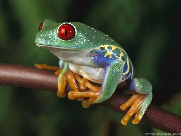 Frog Desktop Wallpapers HD Wallpapers Inn