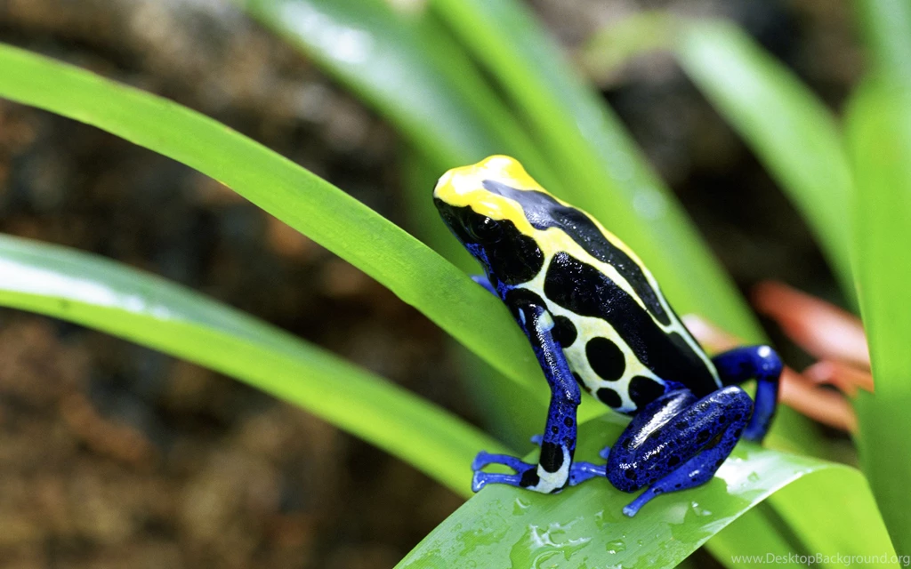 Poison Frog Wallpapers Wide Uncalke.com