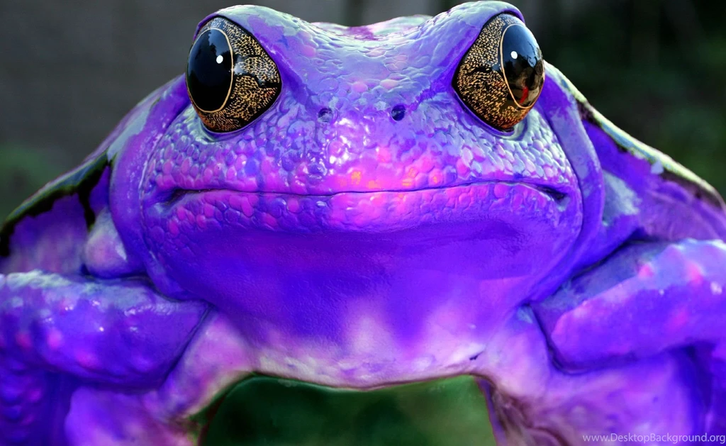 Purple Frog Sick Frog Free Desktop Wallpapers