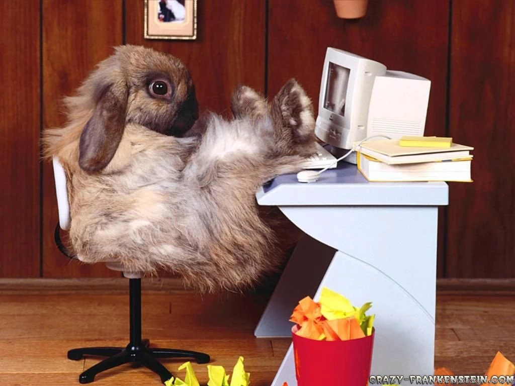 Real Funny Photos HD Wallpapers And Pictures