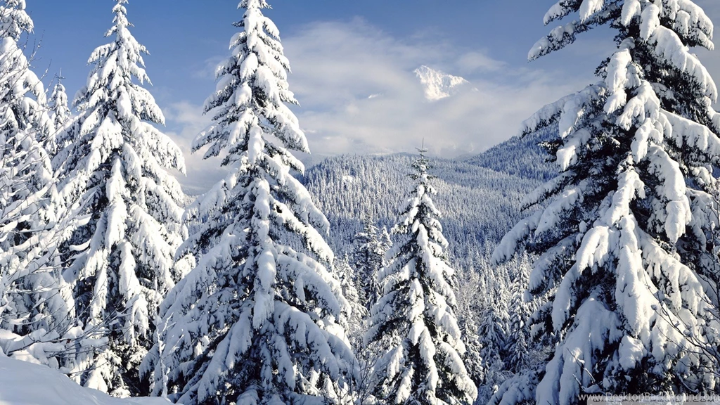 Snowy Trees Wallpapers