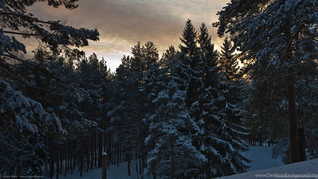 Download 1600x900 Snowy Pine Trees Wallpapers
