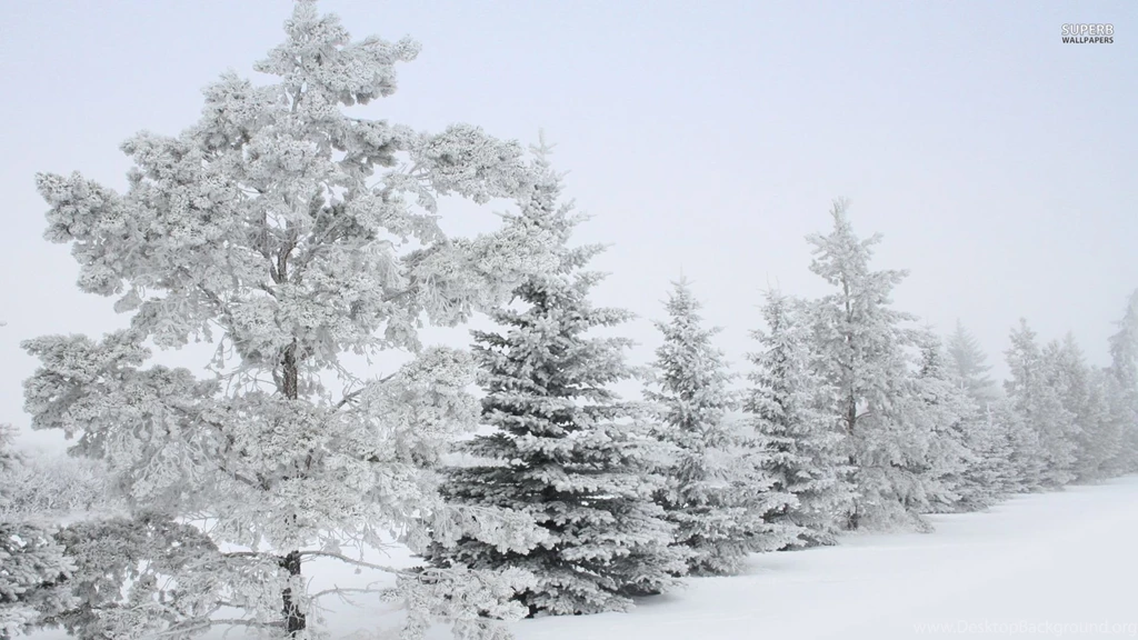 Snowy Trees : Desktop And Mobile Wallpapers : Wallippo