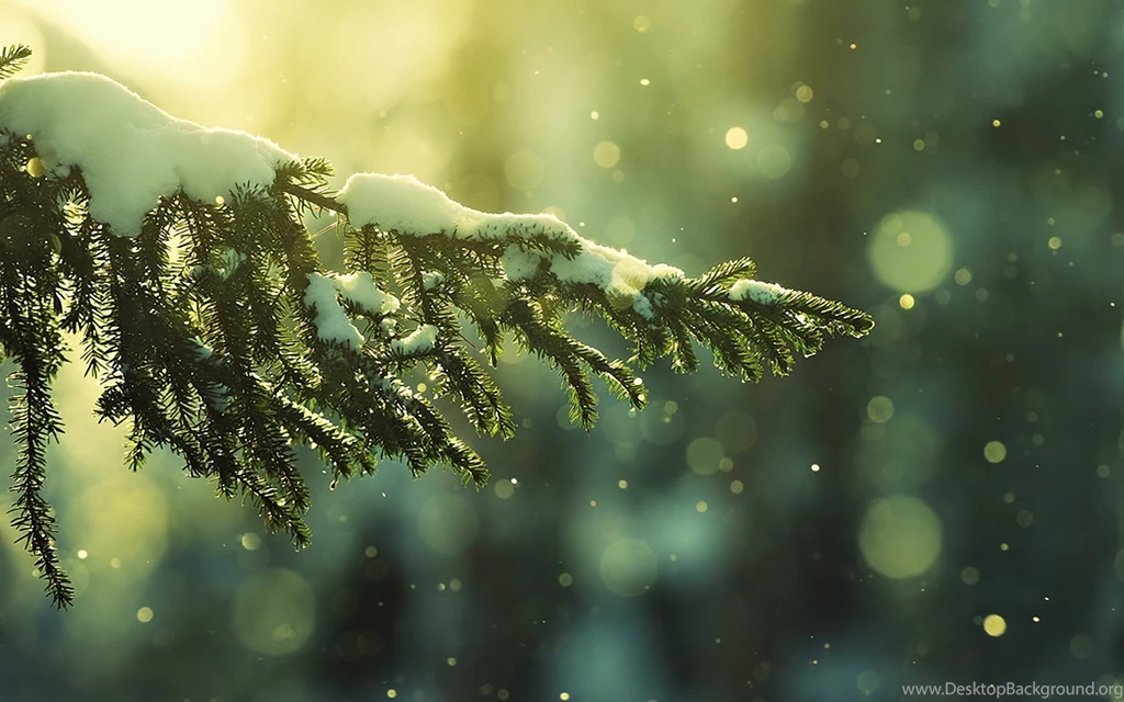 Snowy Fir Trees By The Lake
