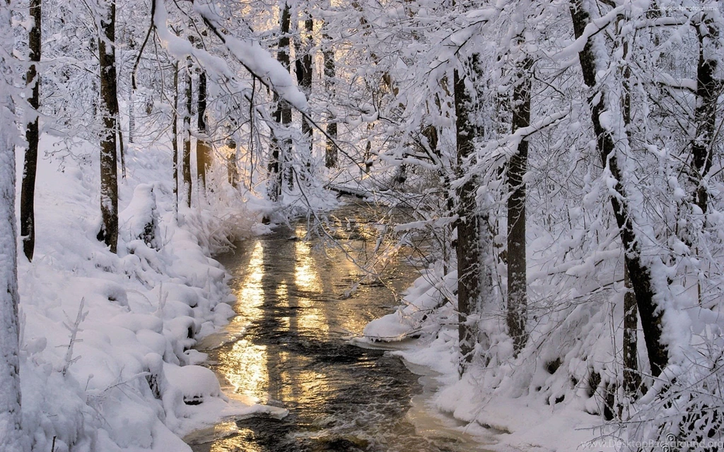 Amazing Snowy Trees 1920x1080px
