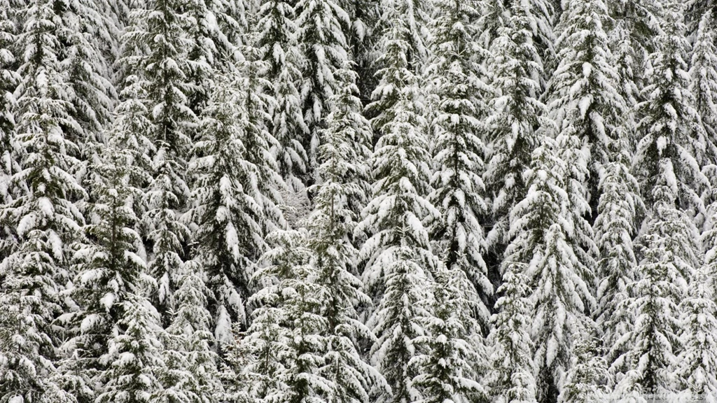 Palm Trees In The Snow Wallpapers