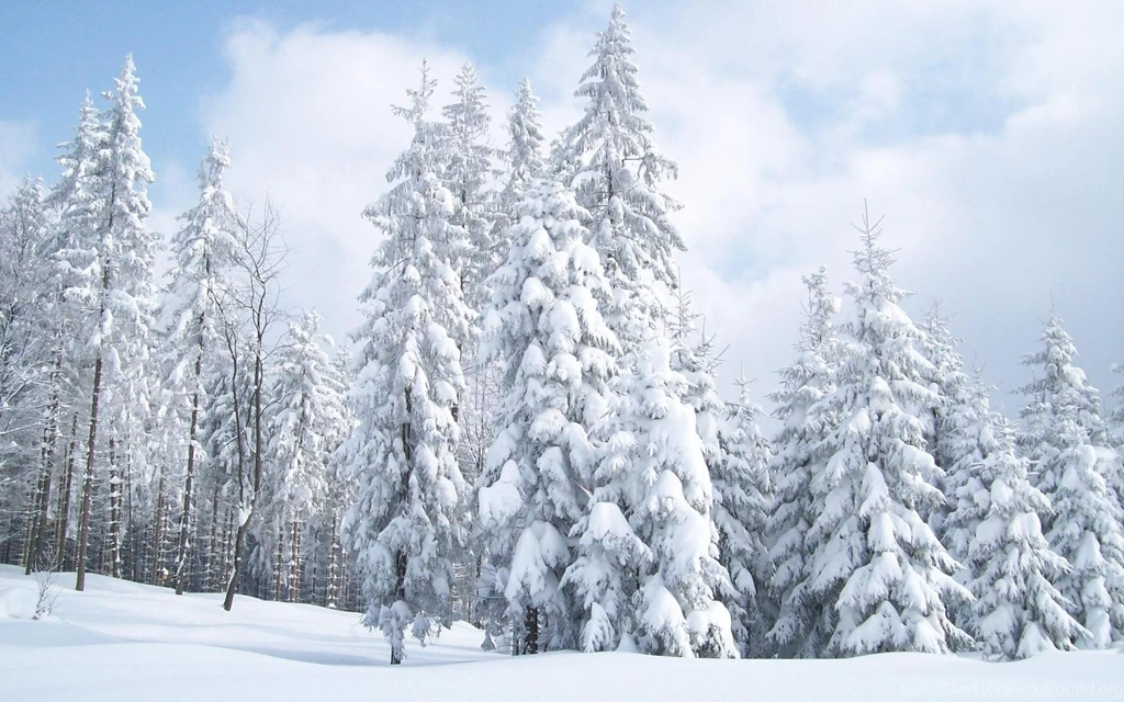 Best Landscape Wallpaper: Amazing Snow Trees 733773 Landscape