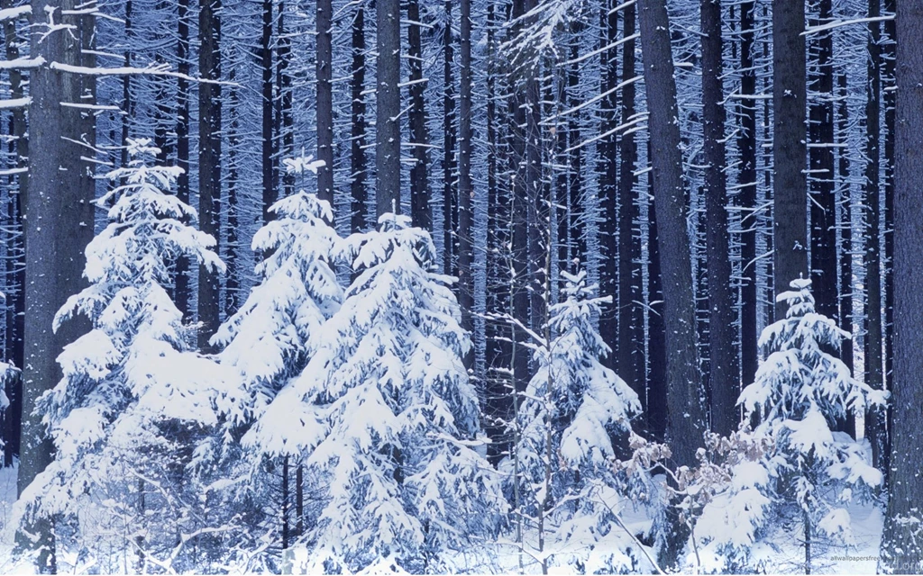 Snowy Trees Wallpapers