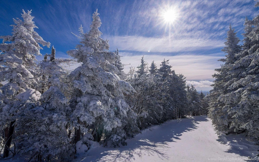 Sun Shining Bright On The Snowy Trees HD Desktop Wallpapers ...