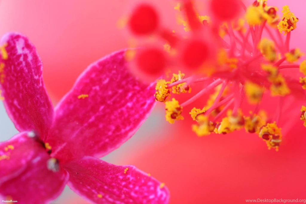 Purple Red Flower Backgrounds Other.jpg >> HD Wallpaper, Get It Now!
