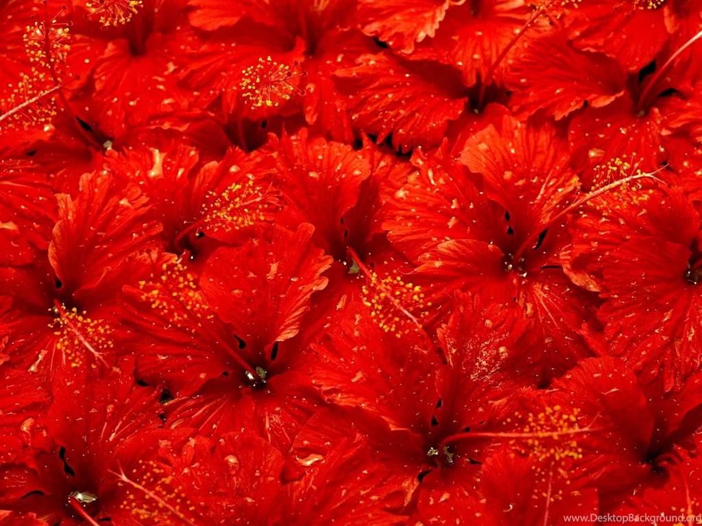 Desktop Wallpapers · Gallery · Nature · Red Flowers