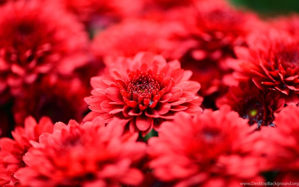 Red Flowers Backgrounds HD Wallpapers
