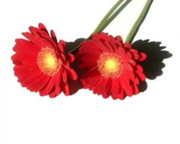 Red Flowers With Shadow On White Backgrounds Photo