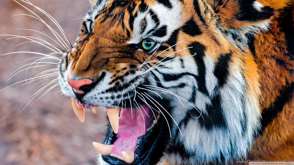 Tiger Wallpapers Top I8U » WALLPAPERUN.COM