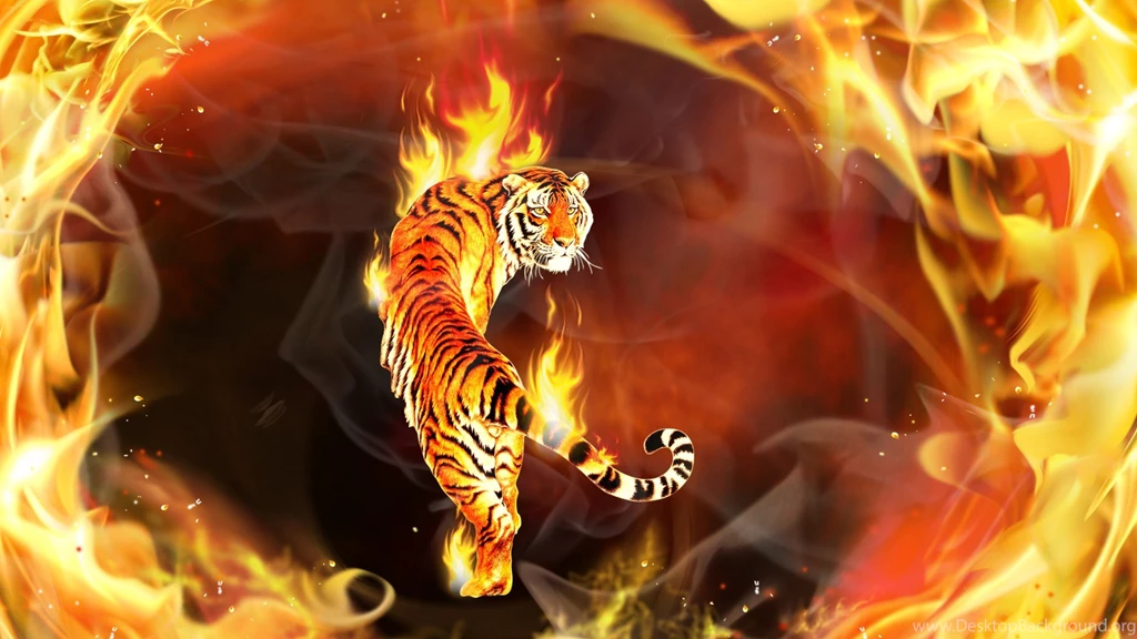Beautiful Tiger Wallpapers Hd Wallpapers