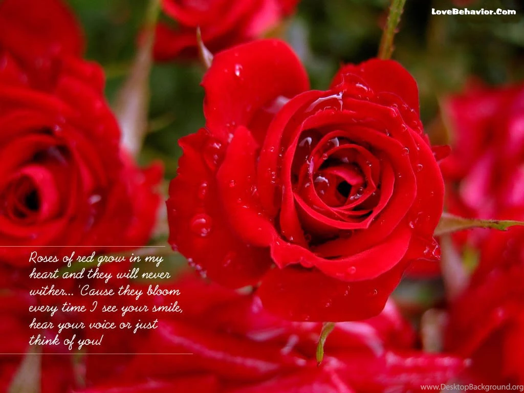 Wallpapers Red Feeder Mobile Feed Free Roses Of 1024x768