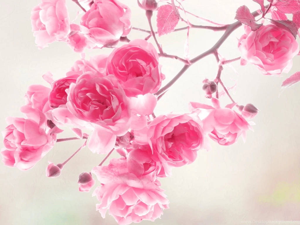 Pink Roses Image, Blooming Roses On Thin Branch, Amazing Scene ...