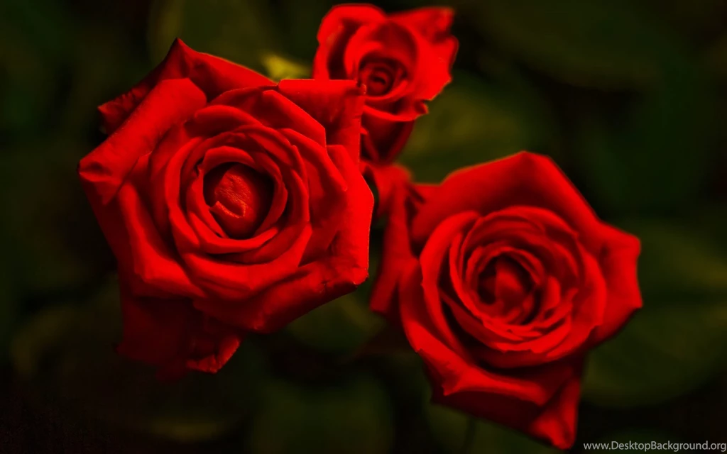 Red Roses Wallpapers Collection (43+)