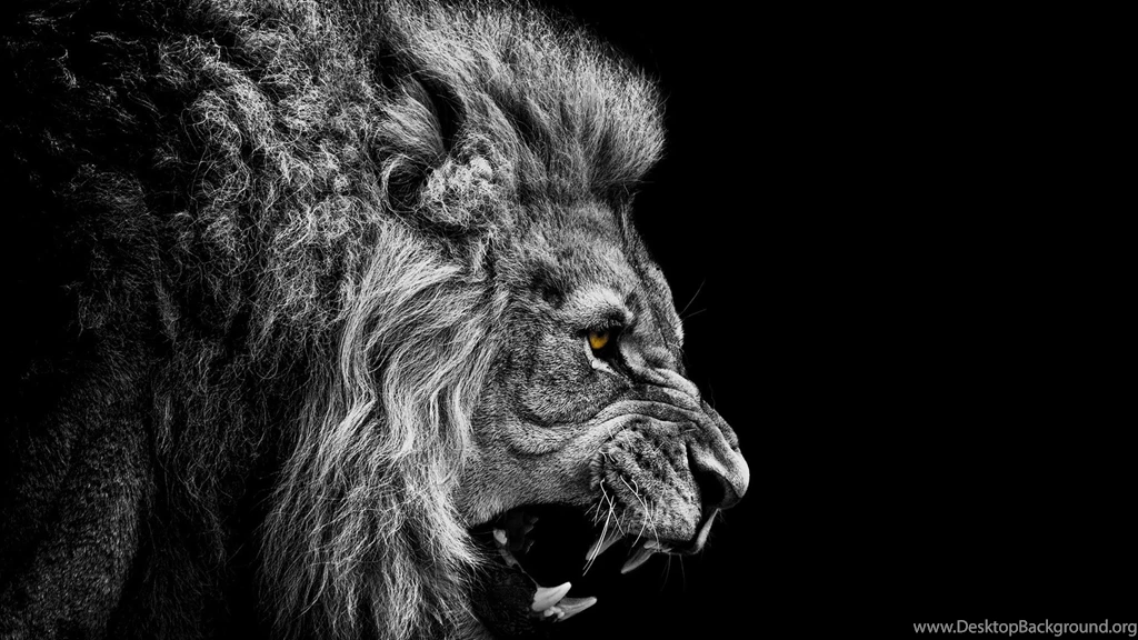 Lion Wallpapers Black And White Wallpapers High Resolution With HD ...