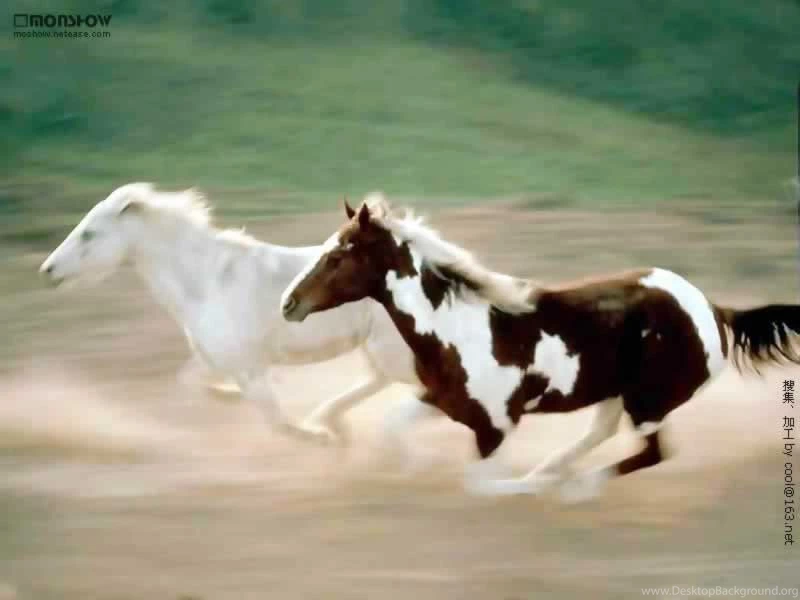 Top Horse Pictures   Part 2