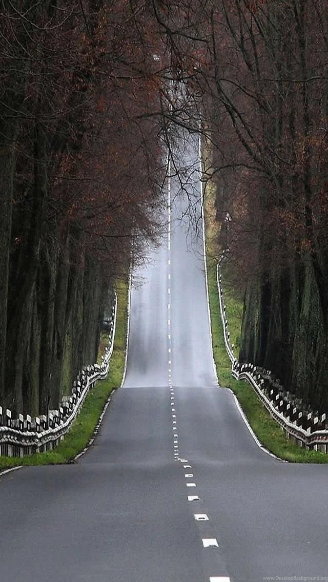Road In Forest