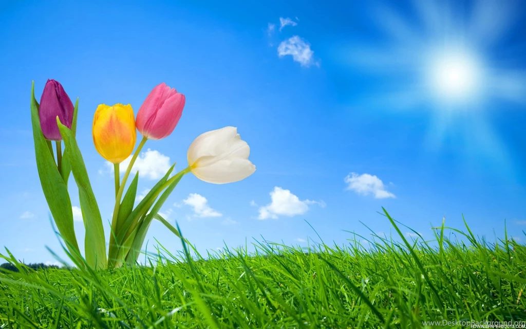 Nature Wallpapers Dr. Odd