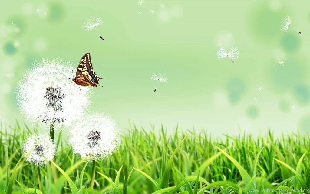 1920x1200px Butterfly Browser Themes & Desktop Backgrounds
