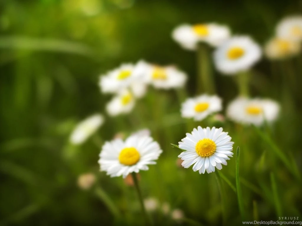 White Flowers Blur Wallpapers Download HD High Quality