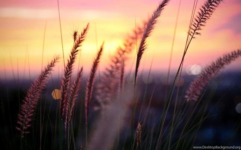 Plant Macro Photography, Sunset, Grass, Leaves, Blur Wallpapers ...