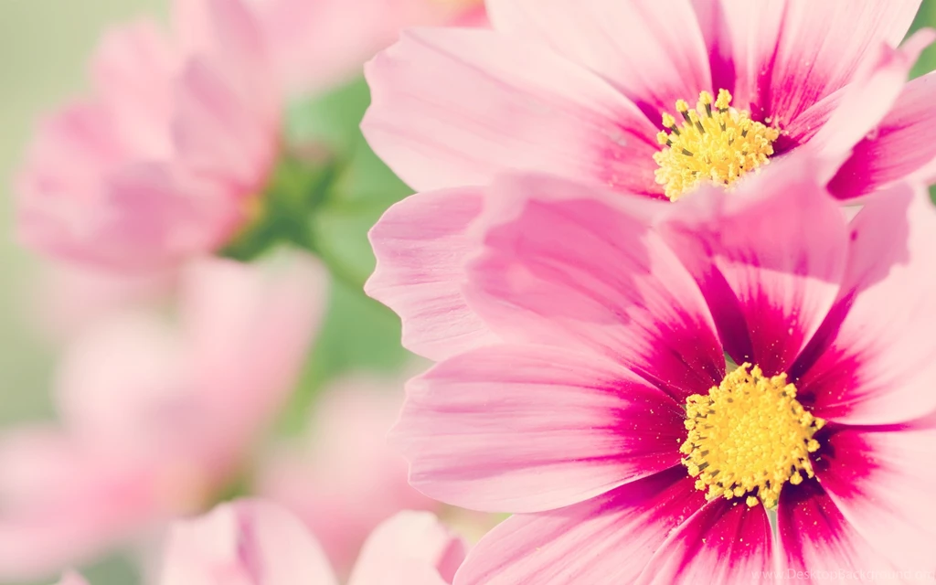 Pink Flower Wallpapers
