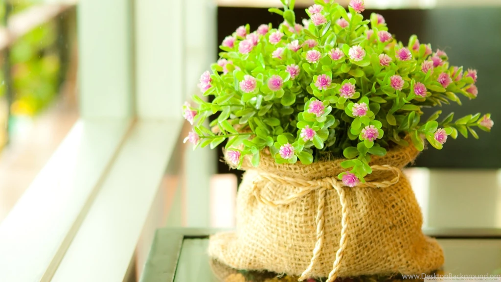 Cute Flower, 2560x1440 HD Wallpapers And FREE Stock Photo