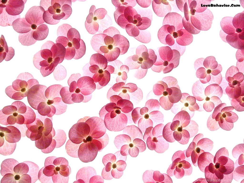 HD Flower Wallpapers Free: Cute Flowers Wallpapers