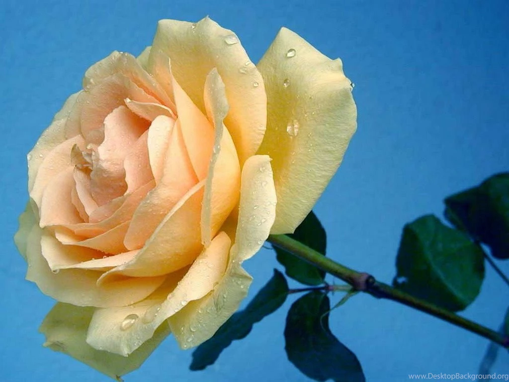 Cute Flower Wallpapers   Desktop Backgrounds