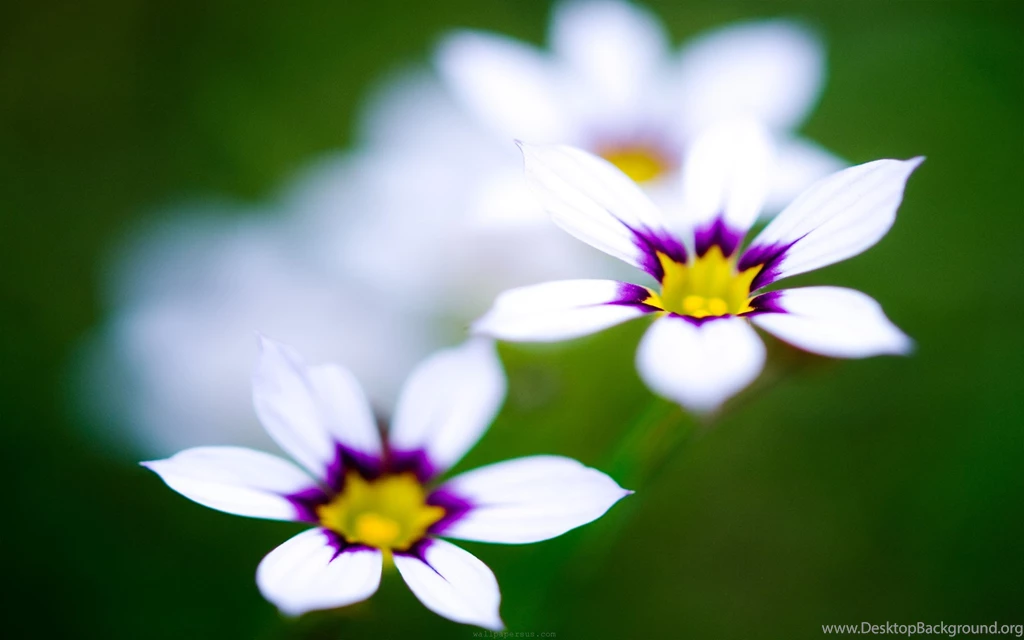 White And Purple Flowers Cute Wallpapers Share This Cute Wallpapers ...