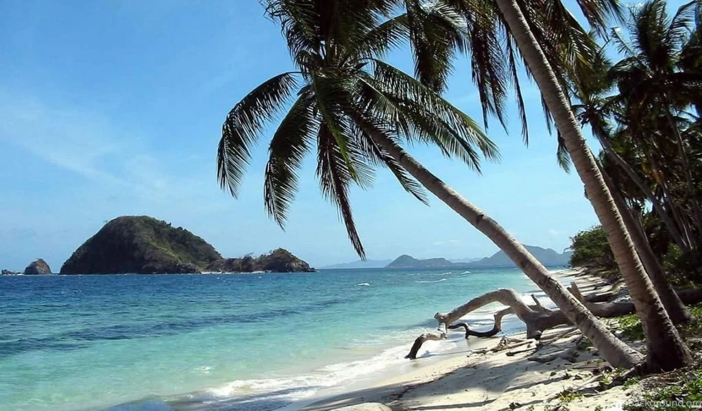 HD Palm Tree Cool Desktop Backgrounds For PC And Phones ...