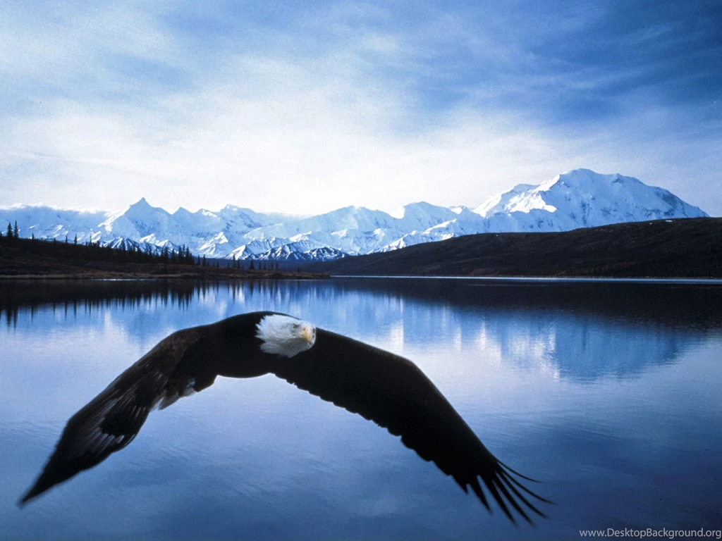 Bald eagle